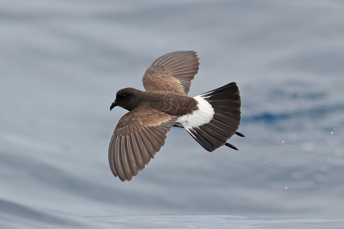 New Zealand Storm-Petrel - ML204622991