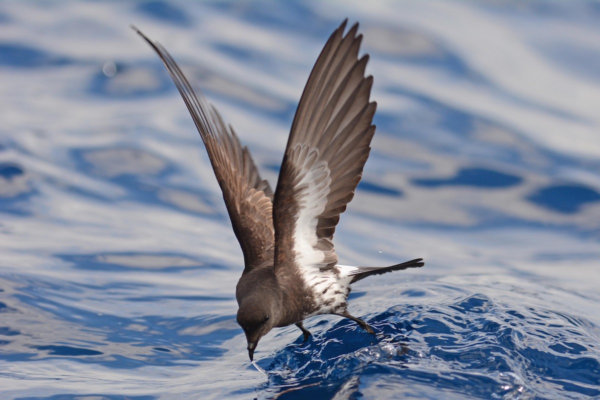 New Zealand Storm-Petrel - ML204623001