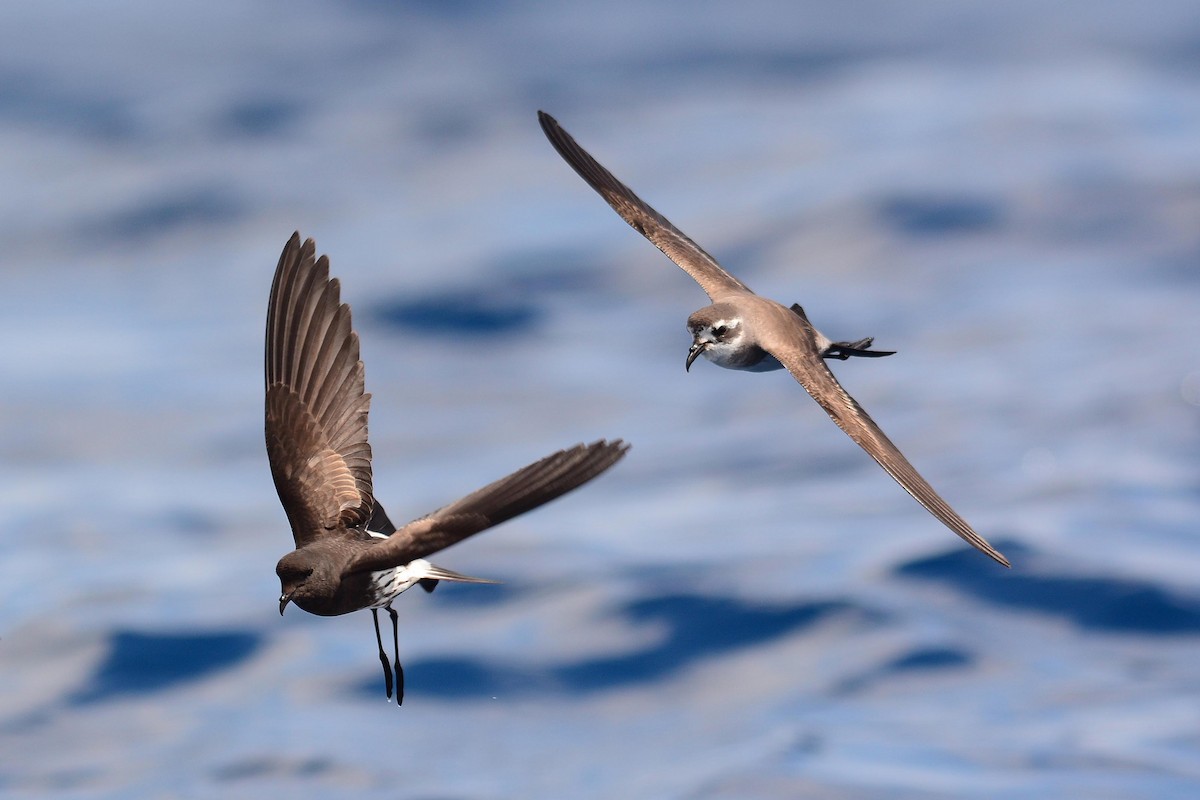 New Zealand Storm-Petrel - ML204623011