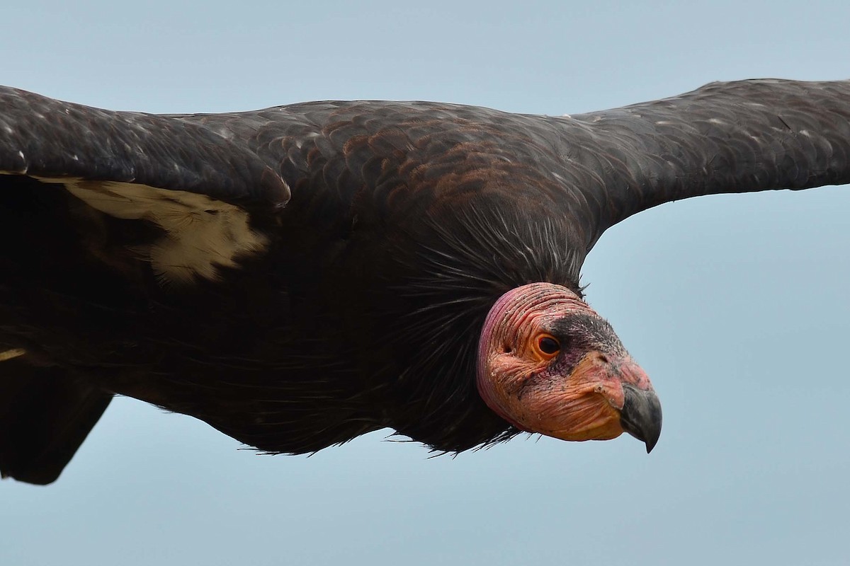 California Condor - ML204623051