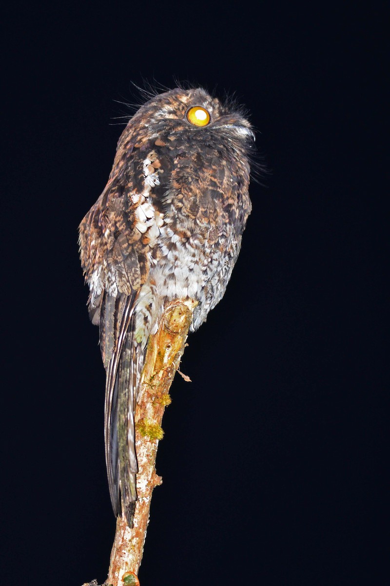 Andean Potoo - Paul Noakes