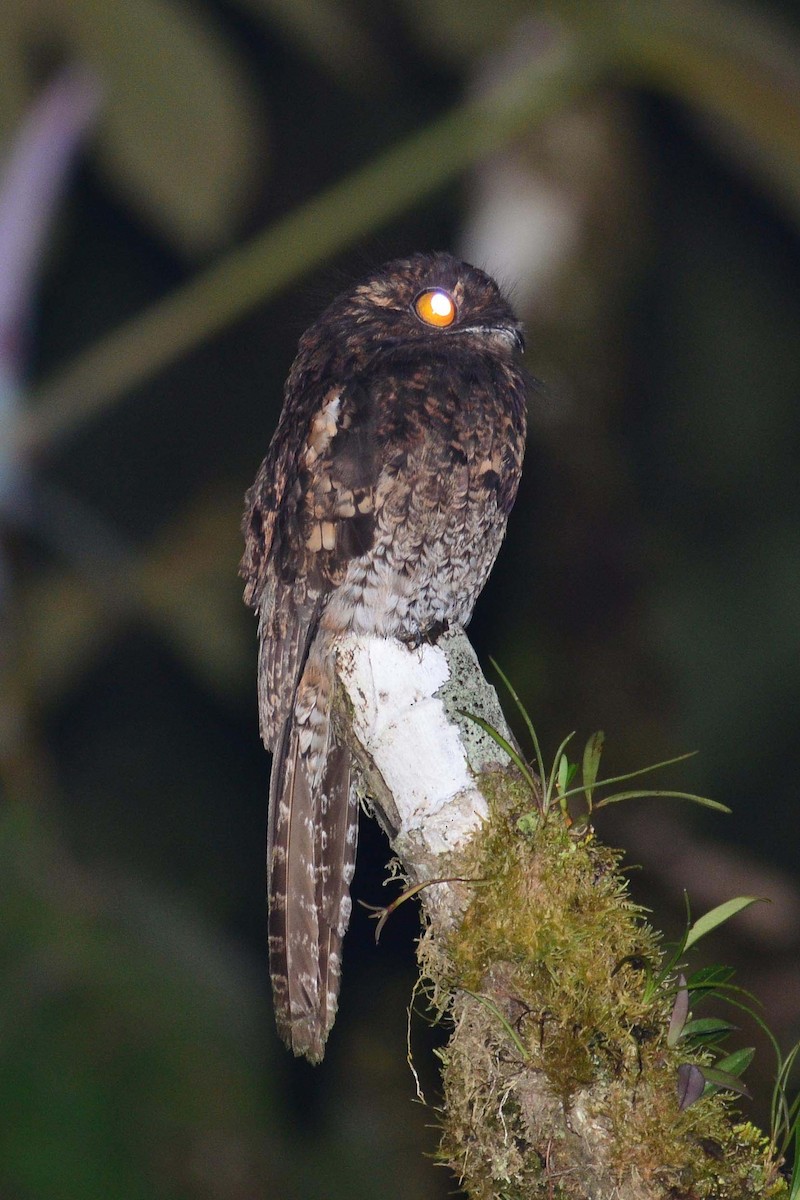 Andean Potoo - Paul Noakes