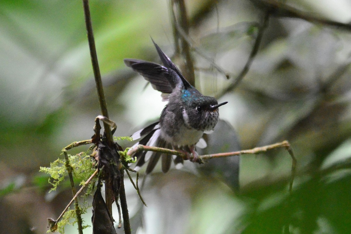 Ecuadorian Piedtail - ML204623081