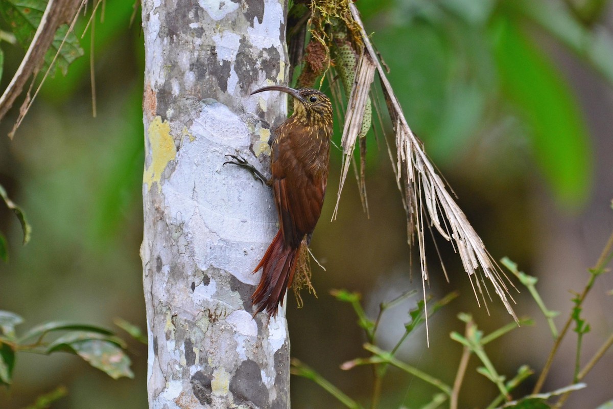 Brown-billed Scythebill - ML204623091