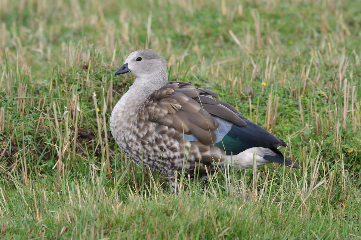 Blue-winged Goose - ML204623121