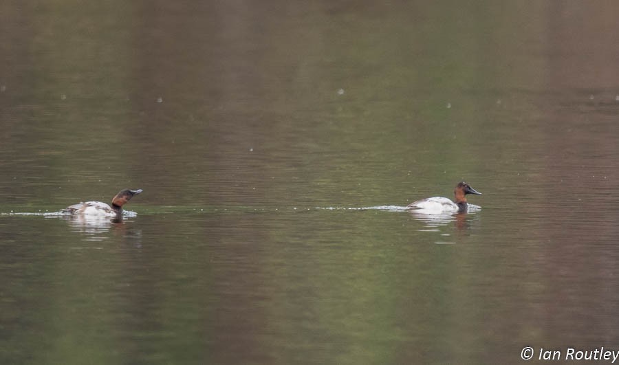 Fuligule à dos blanc - ML20462321