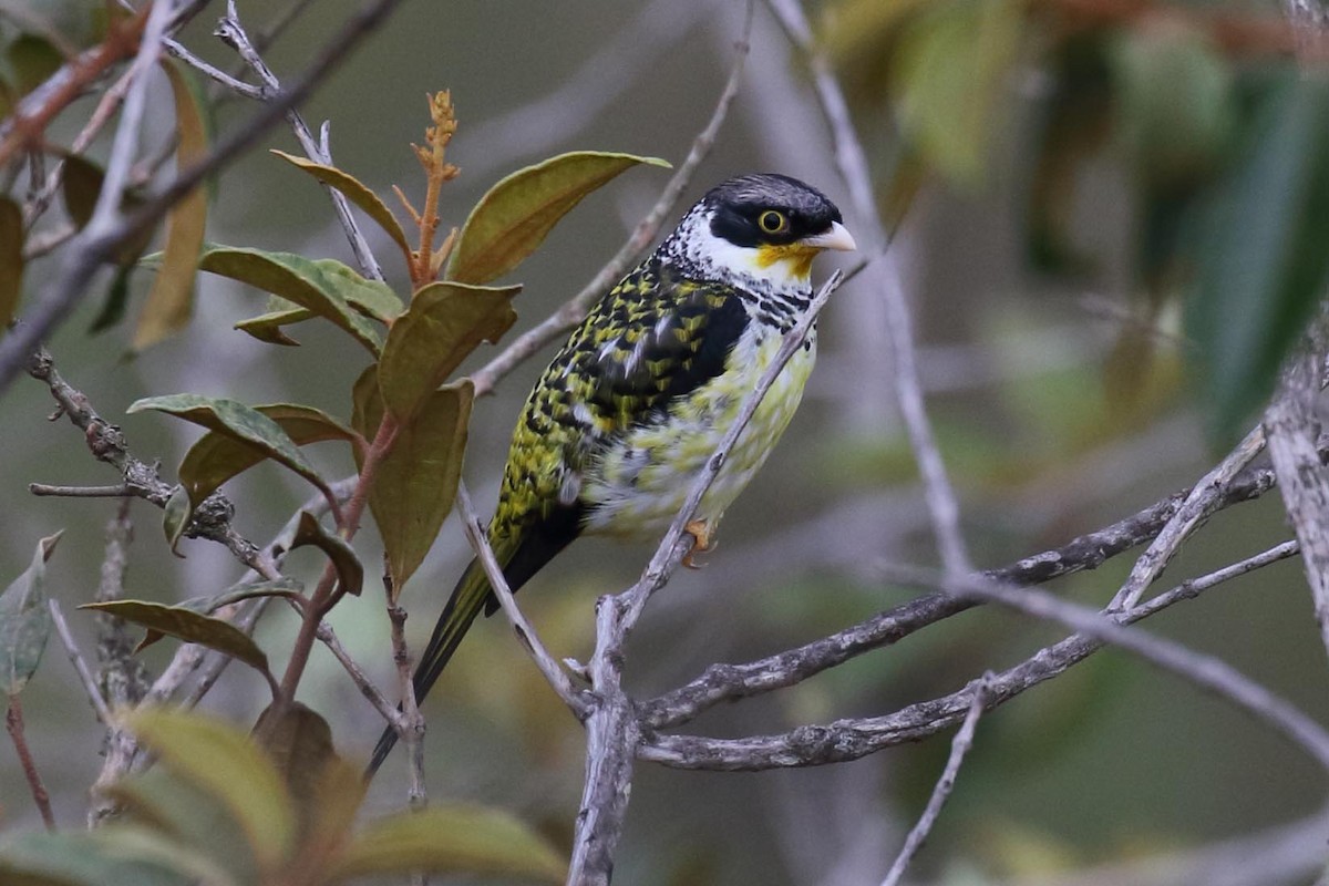 Swallow-tailed Cotinga (Palkachupa) - ML204623231