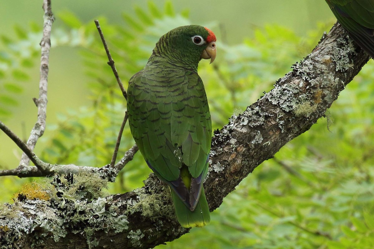 Tucuman Amazon - Paul Noakes