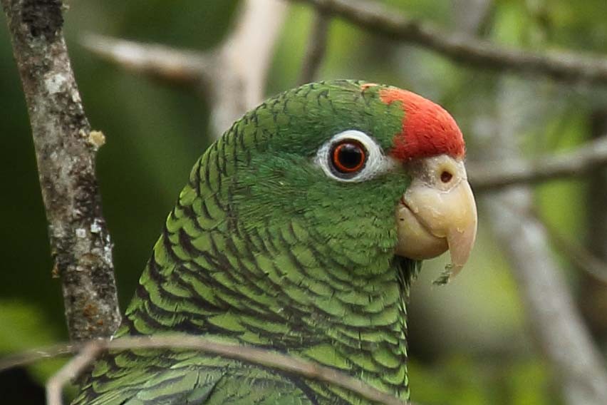 Tucuman Amazon - Paul Noakes