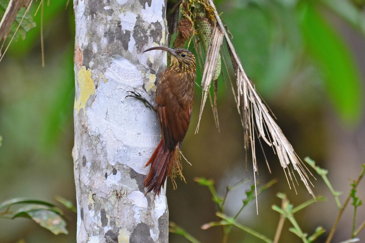 Brown-billed Scythebill - ML204623301