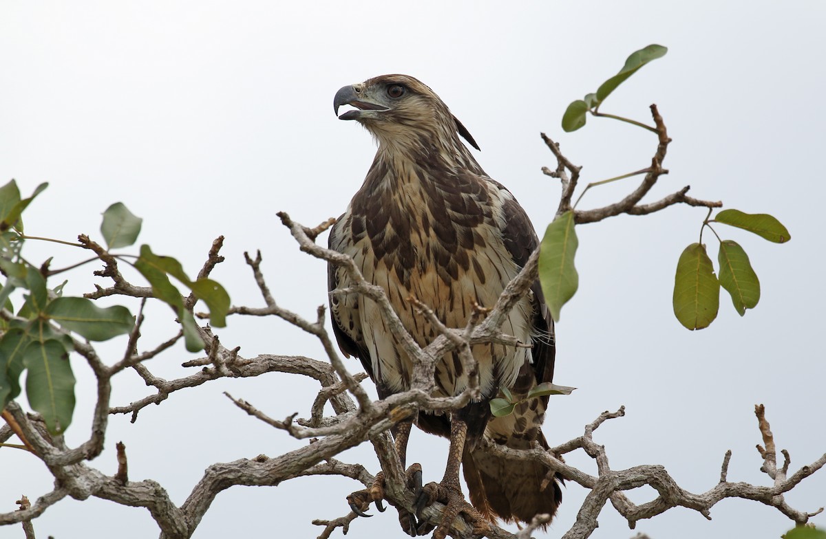 Águila de Azara - ML204623351