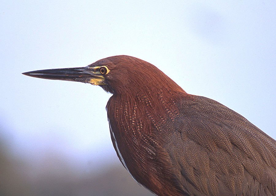 Rufescent Tiger-Heron - ML204623531