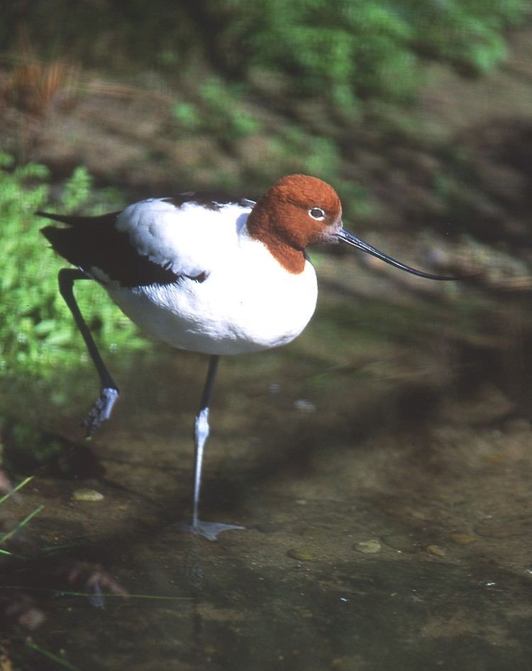Red-necked Avocet - ML204623681