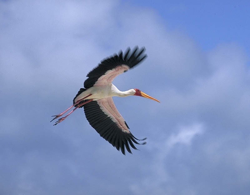 Yellow-billed Stork - ML204623851