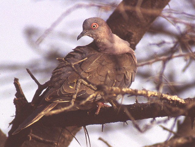 Mourning Collared-Dove - ML204624001