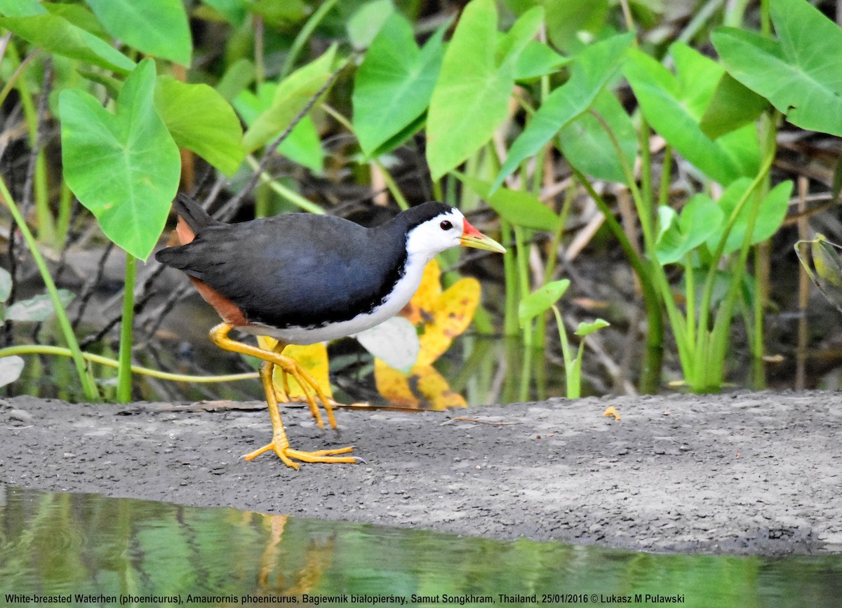 White-breasted Waterhen - ML204624141