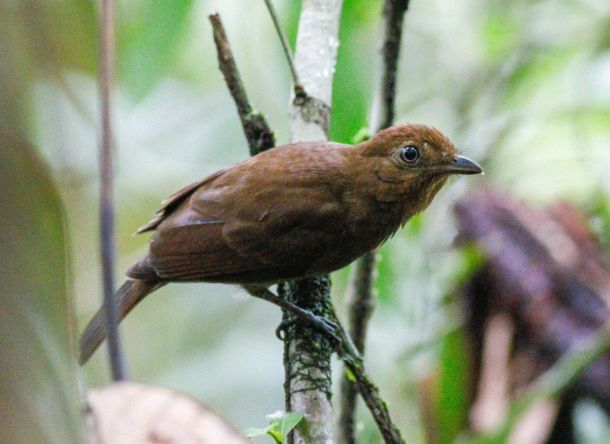 Russet-winged Schiffornis - Josh Beck