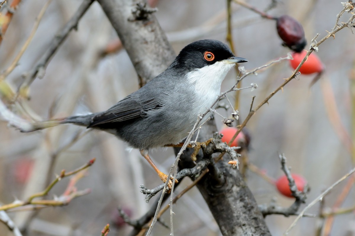 Sardinian Warbler - ML204624541