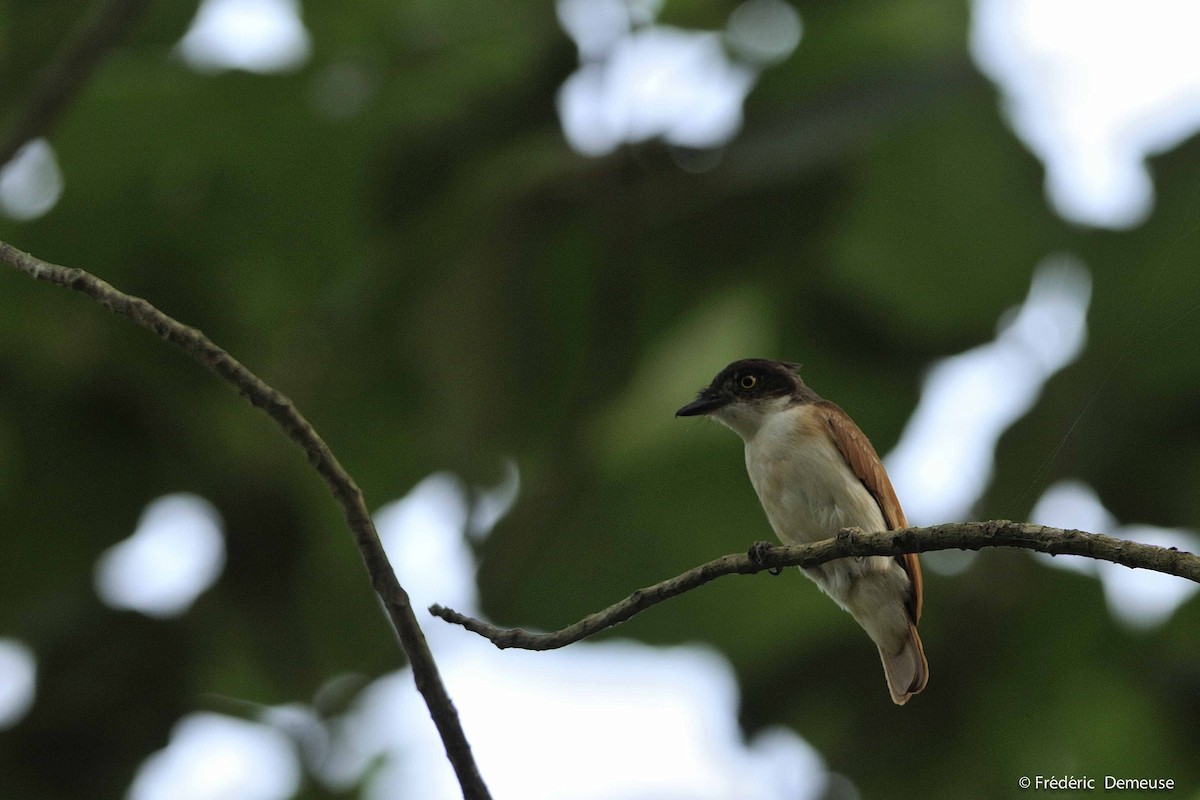 Black-and-white Shrike-flycatcher - ML204625271