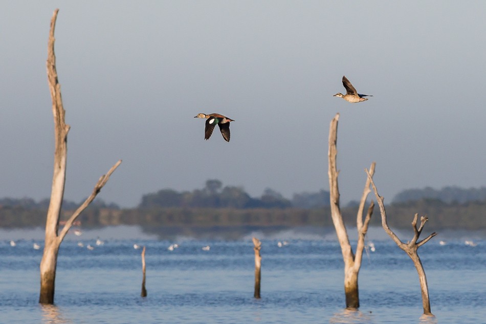 Ringed Teal - ML204626001