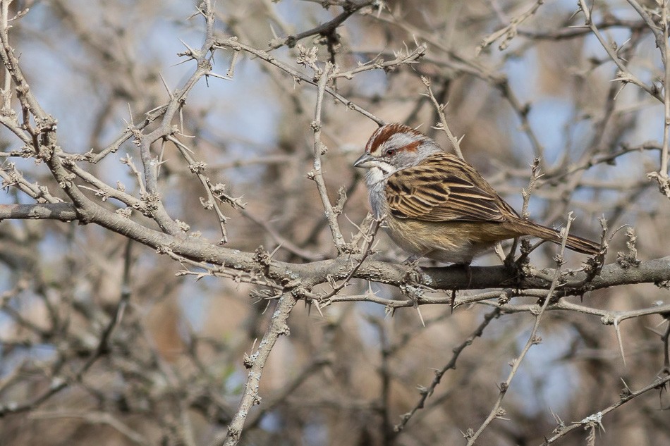 Chaco Sparrow - Jorge Claudio Schlemmer