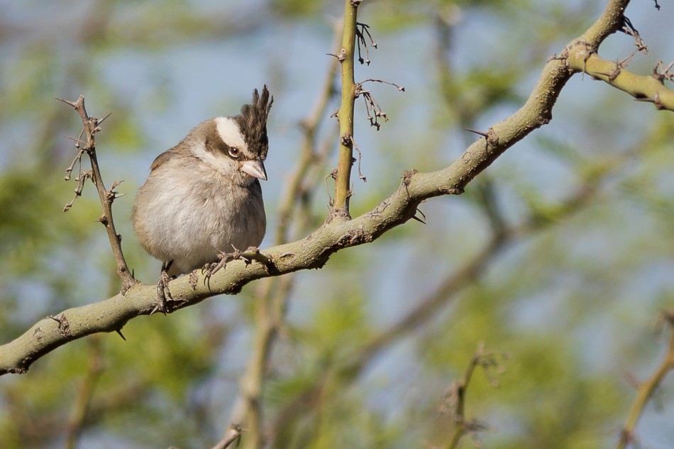 Black-crested Finch - ML204626251