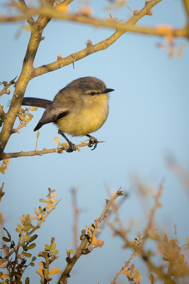 Greater Wagtail-Tyrant (Greater) - Jorge Claudio Schlemmer