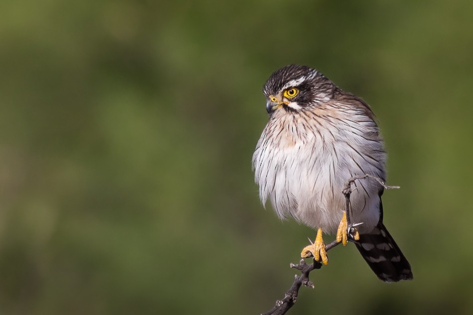 Spot-winged Falconet - Jorge Claudio Schlemmer