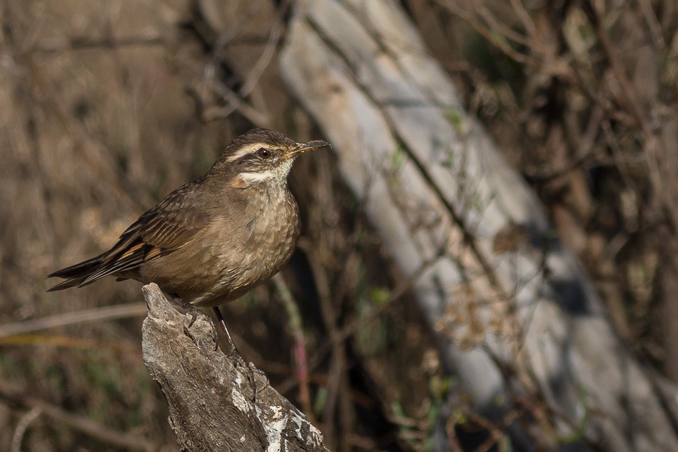 Buff-winged Cinclodes - ML204626431