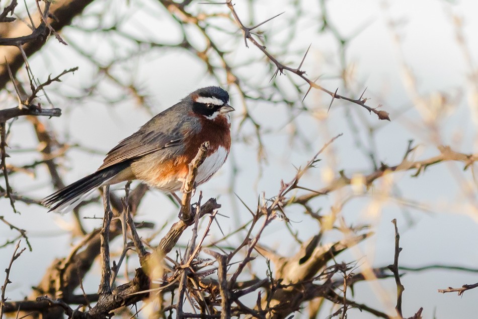 Black-and-chestnut Warbling Finch - Jorge Claudio Schlemmer