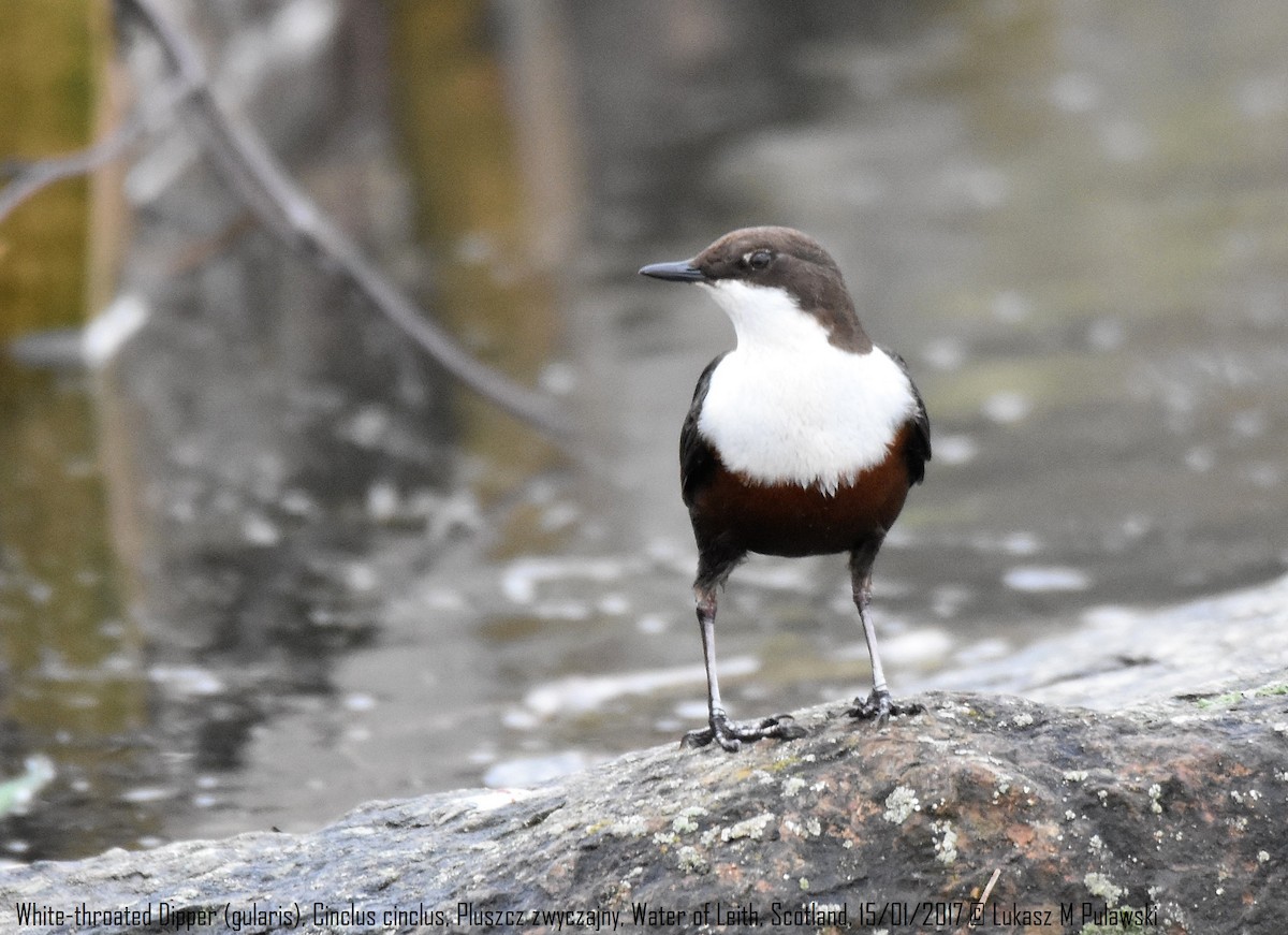 White-throated Dipper - Lukasz Pulawski