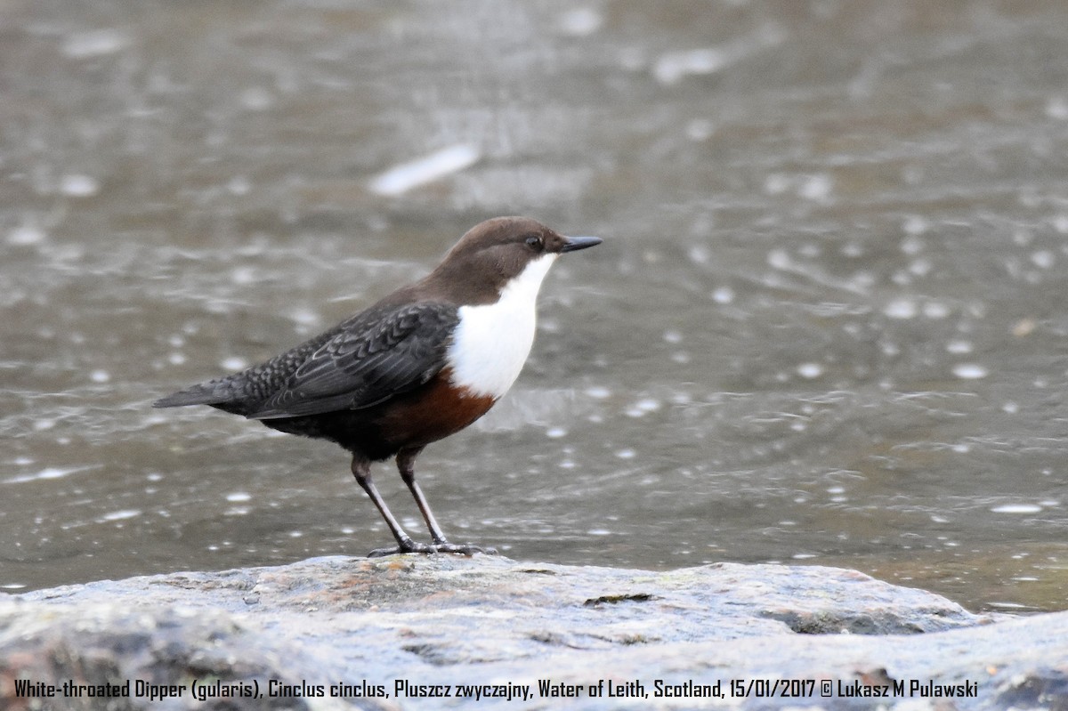 White-throated Dipper - Lukasz Pulawski