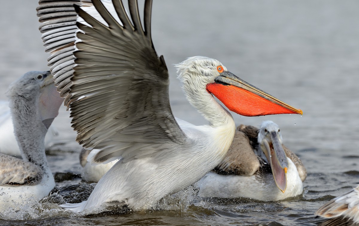 pelikán kadeřavý - ML204627011