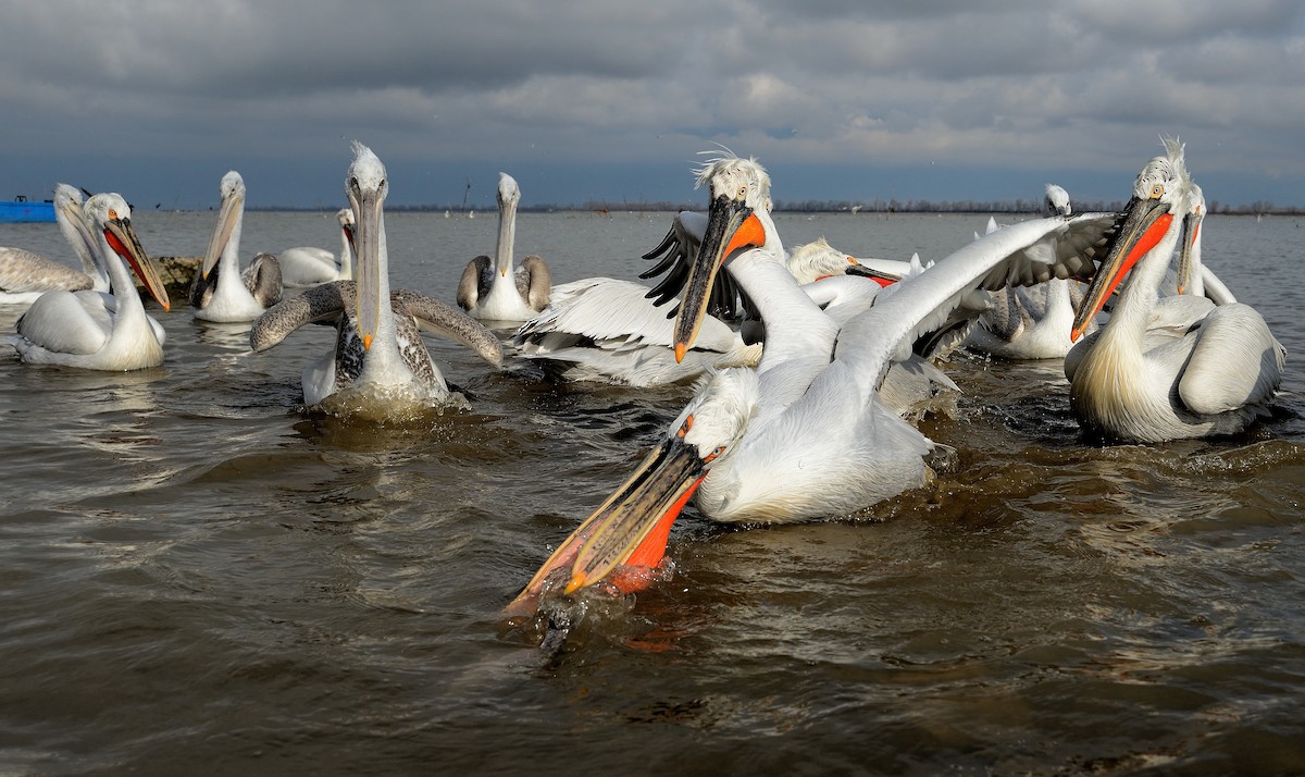pelikán kadeřavý - ML204627131