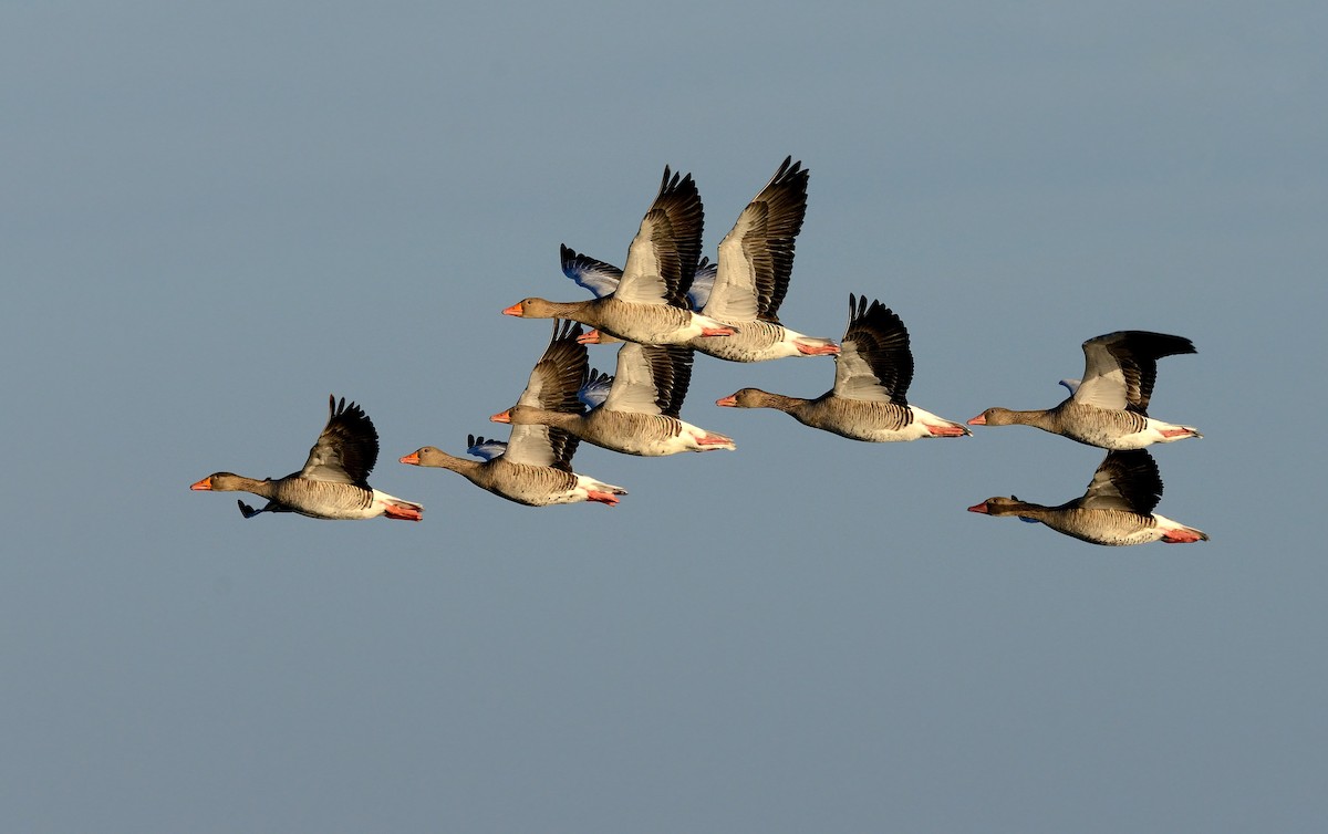 Graylag Goose - ML204627321