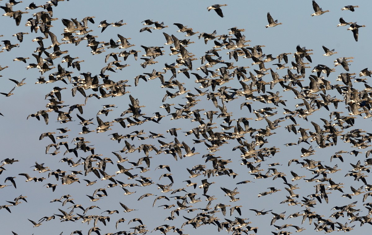 Greater White-fronted Goose - ML204627331