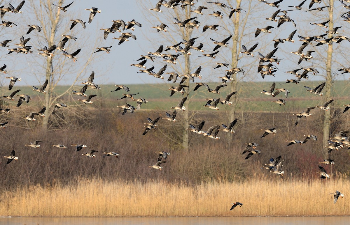 Greater White-fronted Goose - Pavel Štěpánek