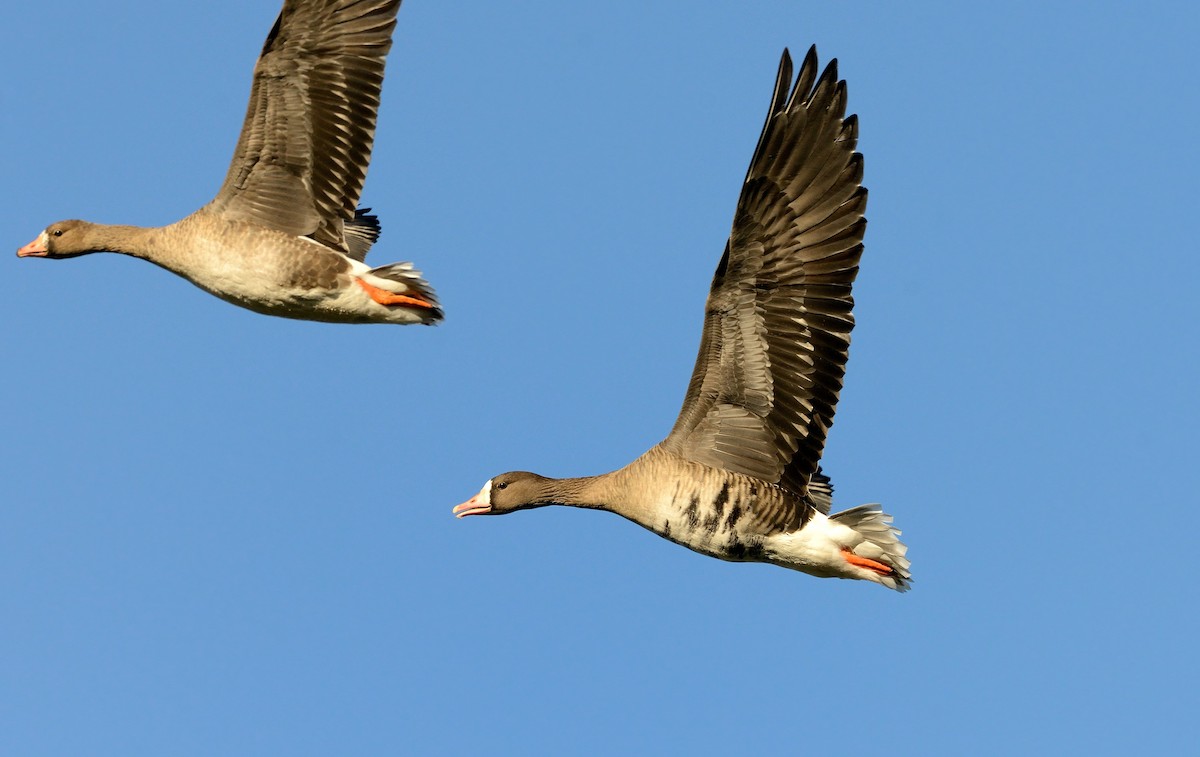 Greater White-fronted Goose - Pavel Štěpánek