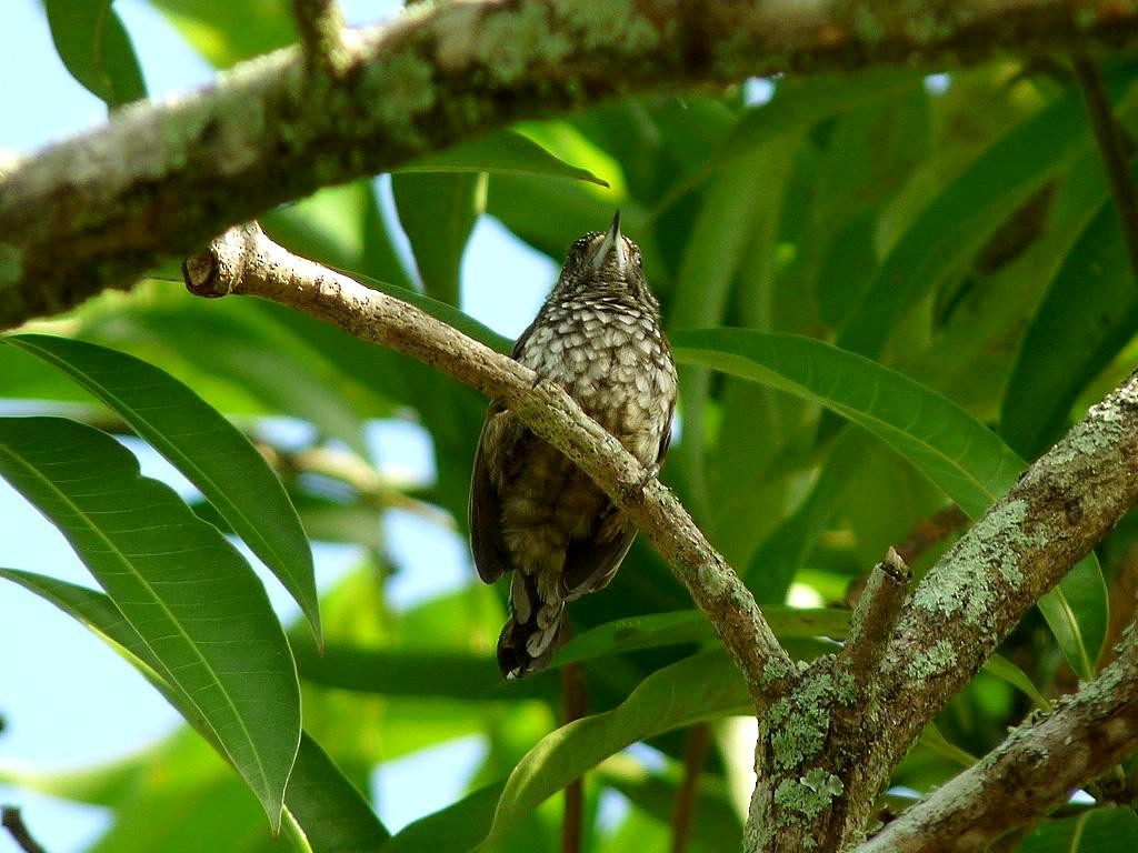 Arrowhead Piculet - Erik Toorman