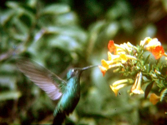 Colibrí Lazulita - ML204627871