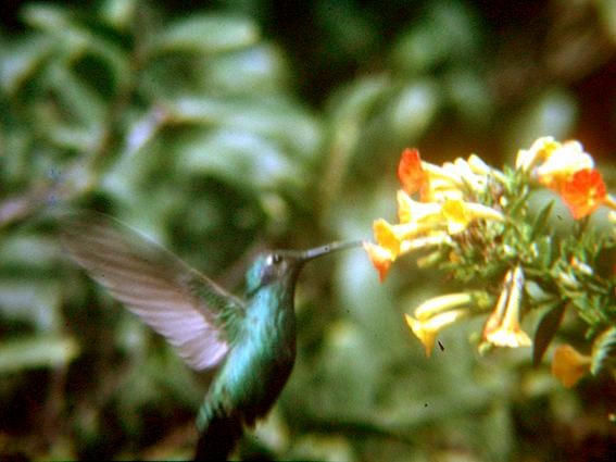 Lazuline Sabrewing - ML204627871