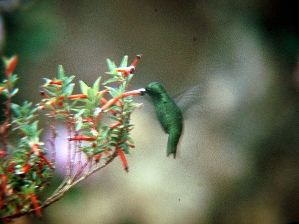 Short-tailed Emerald - ML204627881