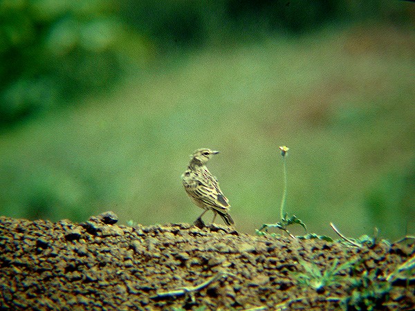 Фірлюк коричневий - ML204627901