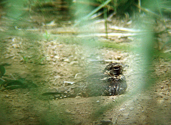 Standard-winged Nightjar - ML204627921