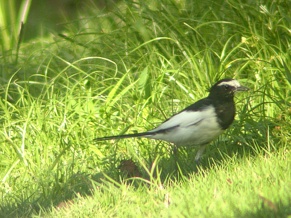 Japanese Wagtail - Erik Toorman