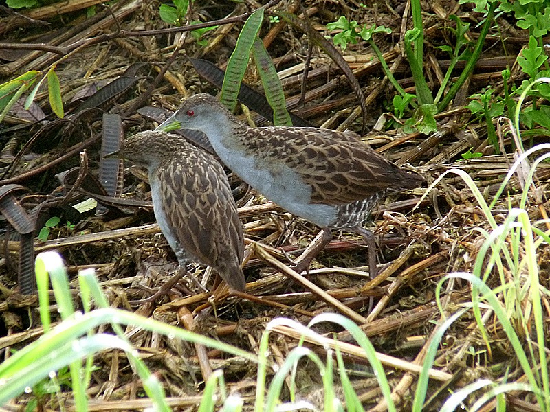 Ash-throated Crake - ML204627951