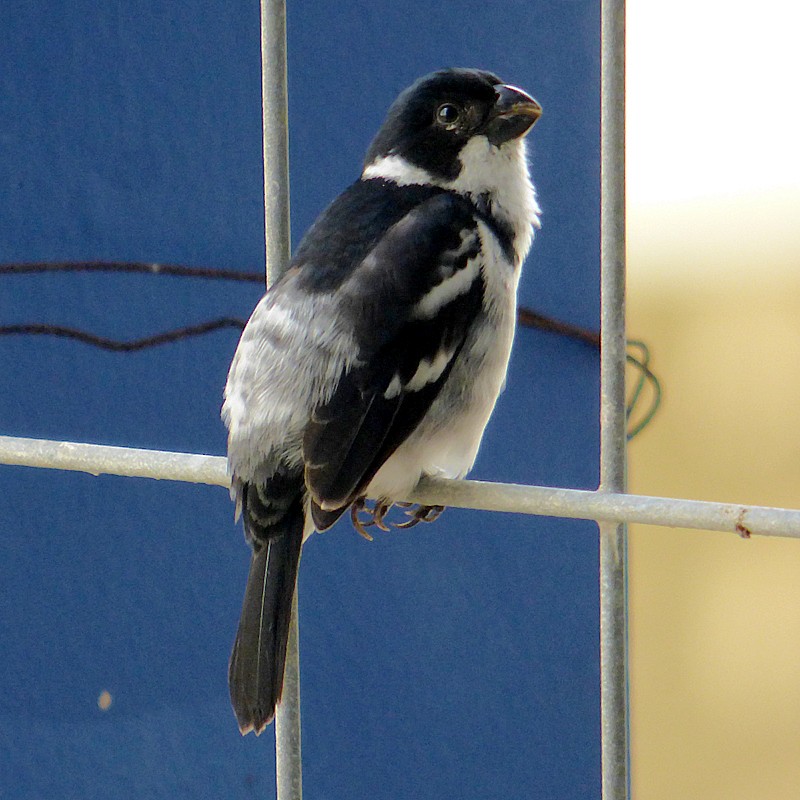 Wing-barred Seedeater - ML204627991