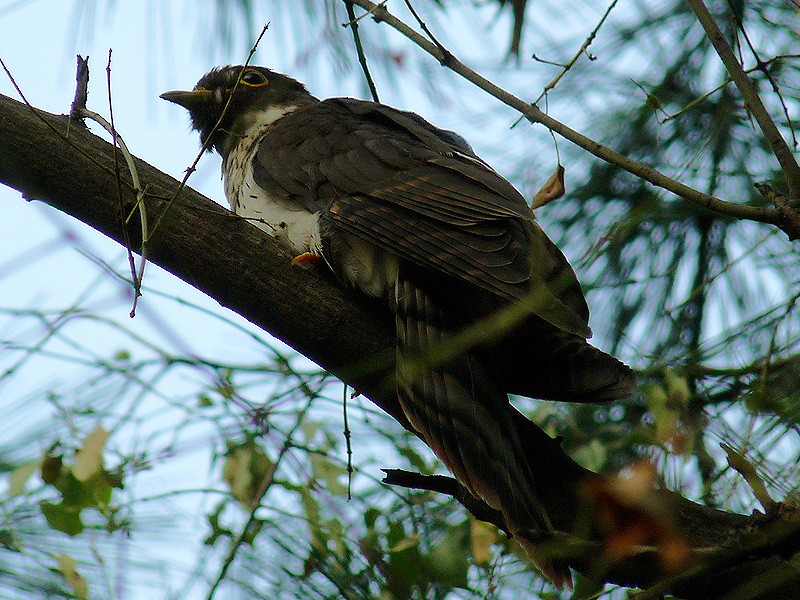 Northern Hawk-Cuckoo - ML204628011
