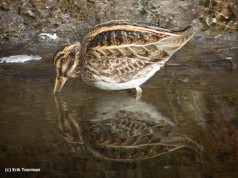 Jack Snipe - ML204628041