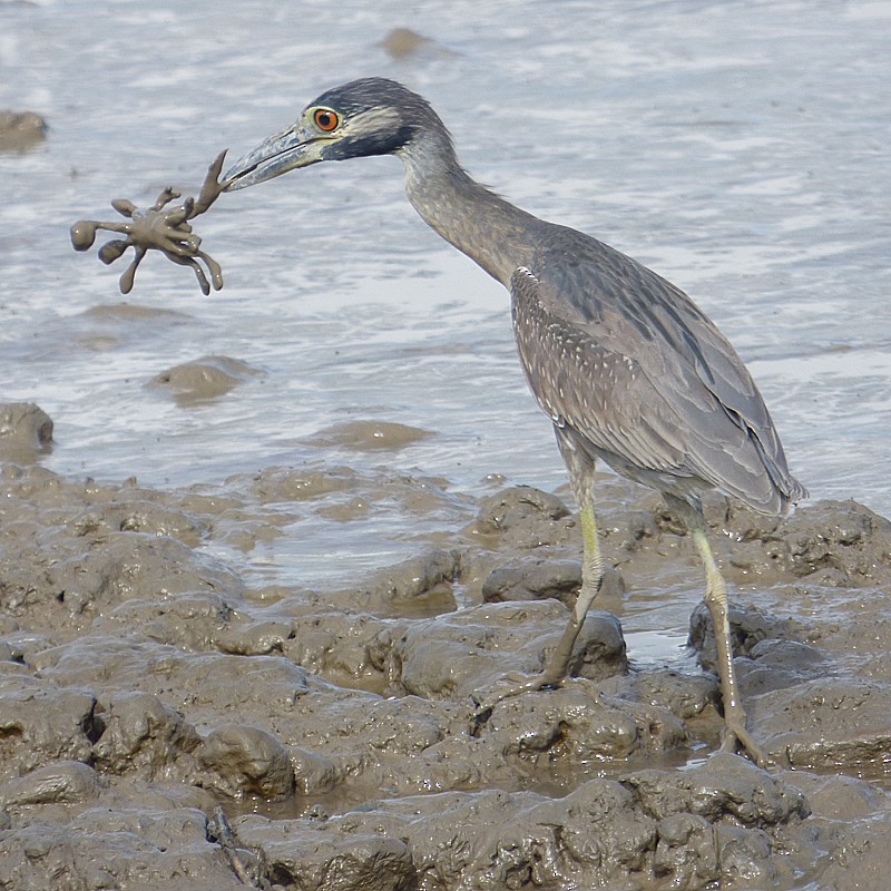 Yellow-crowned Night Heron (Yellow-crowned) - ML204628061